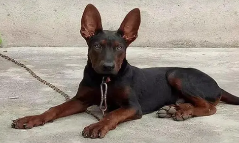 城市允许养的护卫犬 城市允许养的护卫犬