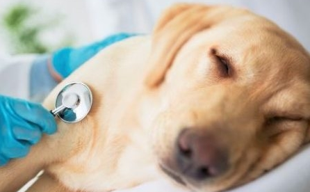 狗一闻就死的药叫什么药 狗一闻就死的药叫什么药