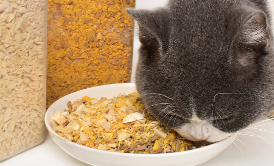 养只宠物猫粮测评 养只宠物猫粮测评