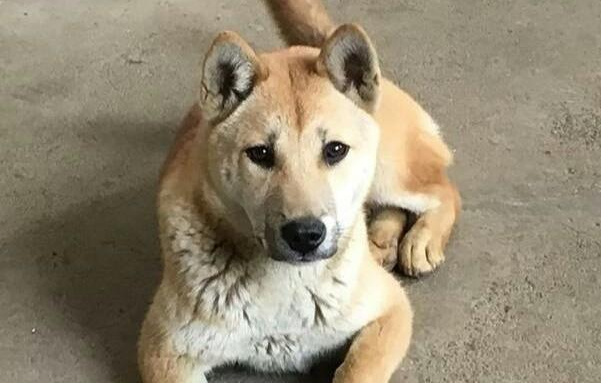 广西土猎犬极品图片 广西土猎犬极品图片