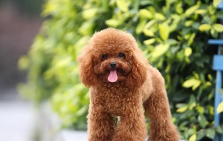 狗狗有预感被送走吗 狗狗有预感被送走吗