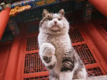 故宫猫猫在哪出没