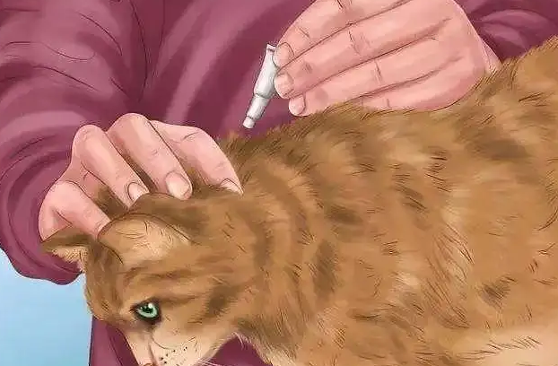 猫体外驱虫滴到毛上有用吗