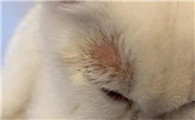 猫藓好转和恶化的症状