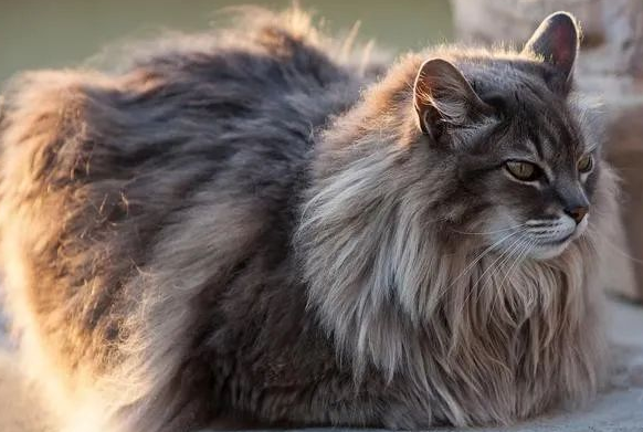 新手女生养猫首选:这些品种温顺可爱,轻松上手! 新手女生养猫首选:这些品种温顺可爱,轻松上手!