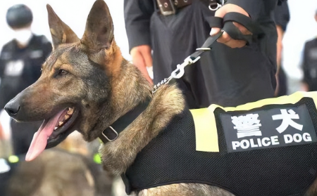 警犬与军犬的区别