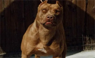 巨型比特犬vs库达犬