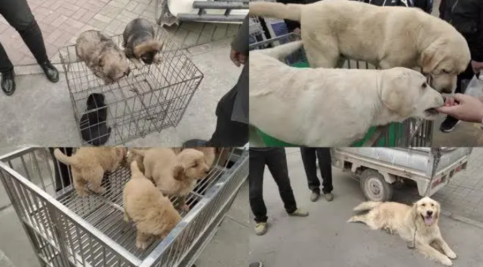 买狗被骗了找哪个部门