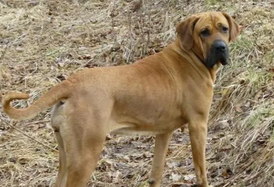 士佐犬几个月开口变凶