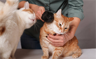 猫护理前景如何？欧美及贡献超74亿美元的5大新兴市场洞察
