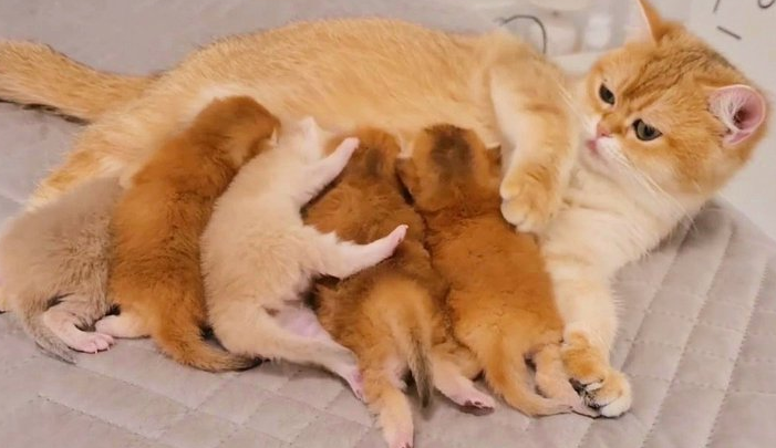10天的小猫刺激肛门也不拉屎