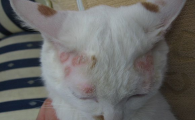 猫癣是什么样子的