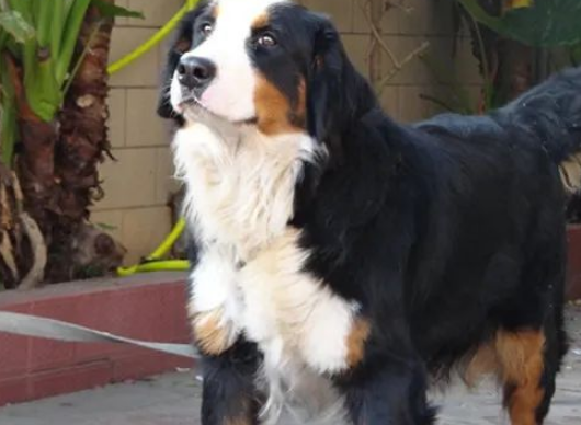百科 | 来自瑞士的伯恩山犬