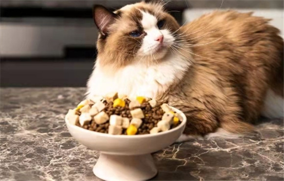 猫挑食怎么办不吃猫粮 猫挑食怎么办不吃猫粮