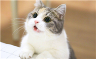 猫需要办什么证件