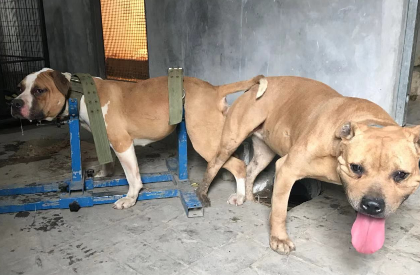 繁殖犬为什么割掉声带 繁殖犬为什么割掉声带