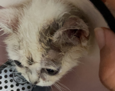 猫癣各个阶段图片长什么样