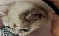 猫癣各个阶段图片长什么样