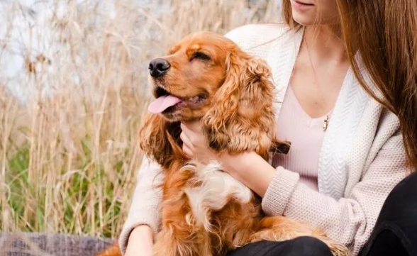 可卡犬掉毛吗？怎么减少可卡犬掉毛的情况