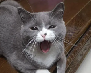 罗小猫猫子真实姓名