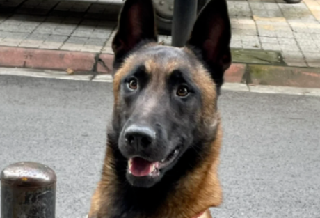 【宠物】纯种马犬，古老而高贵的犬种