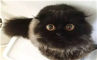 长的像煤球的猫