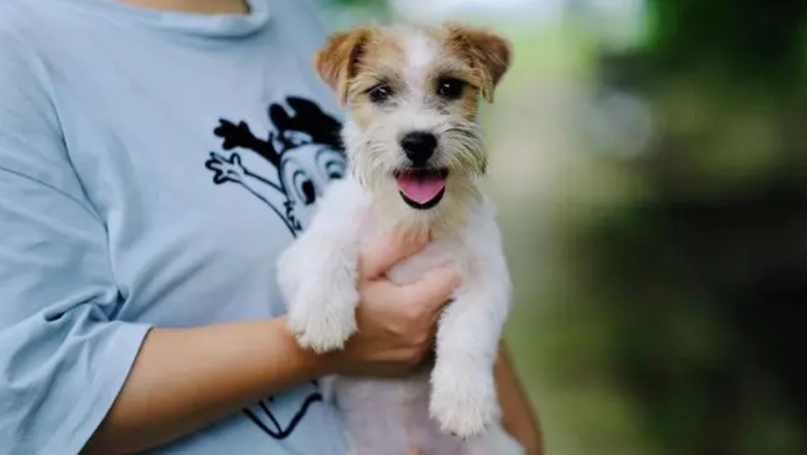 牵犬师袁子熏 牵犬师袁子熏