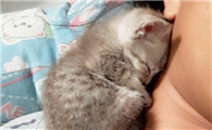 猫睡人脖子上说明啥