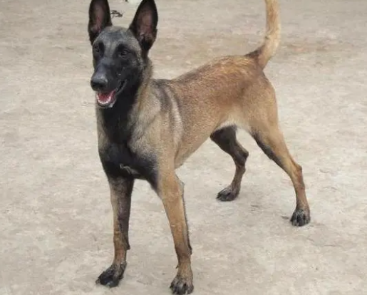 马犬哪个血系最好最强