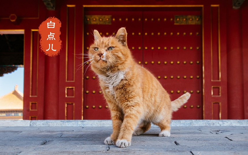 关于故宫的猫的纪录片