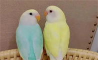 牡丹鹦鹉认主人前兆