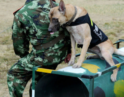 国内训犬师最好在哪学