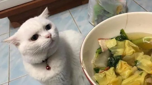 铲屎官每天用美食诱惑猫咪,猫咪:我要掀桌了 铲屎官每天用美食诱惑猫咪,猫咪:我要掀桌了