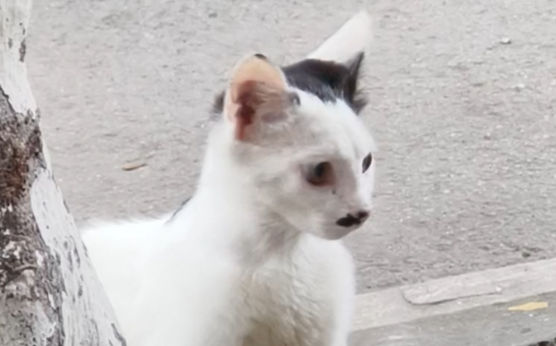 汉斯猫约翰牛原型