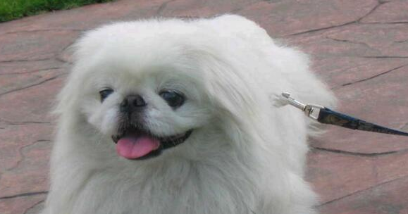 宫廷犬长大的样子
