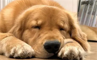 狗狗下崽后禁止吃什么
