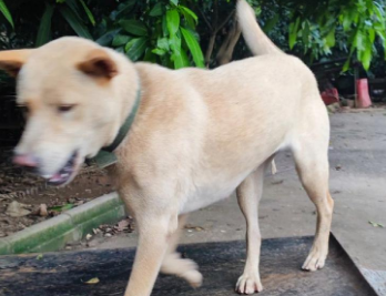 柴犬和精品广西土猎犬哪个好