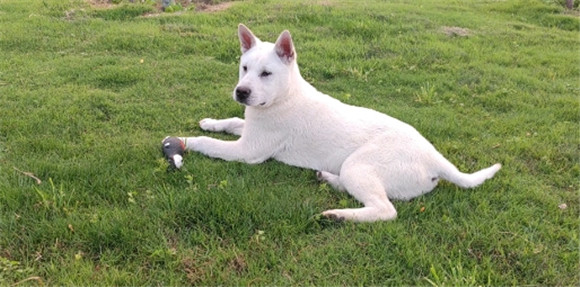 广西士猎犬是中华田园犬吗
