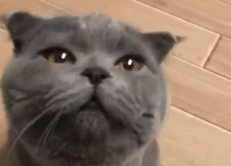 猫咪喝了铲屎官的洗脚水，整只猫都不好了：后劲有点大