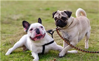 法斗犬和八哥犬区别