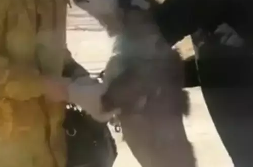 哈士奇不小心走丢,主人好不容易找到它,结果二哈还生气了 哈士奇不小心走丢,主人好不容易找到它,结果二哈还生气了