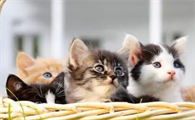 猫心跳一分钟多少正常