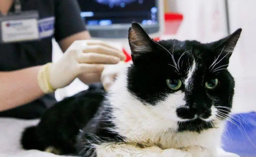 pcr猫咪检测多少钱 pcr猫咪检测多少钱