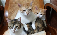 猫养3只吉利