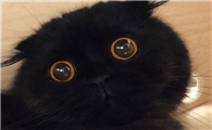小黑猫什么品种最好
