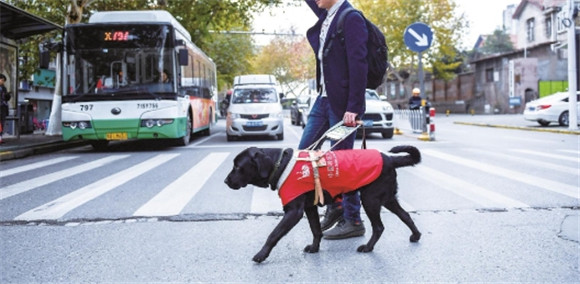 导盲犬一般是什么狗品种