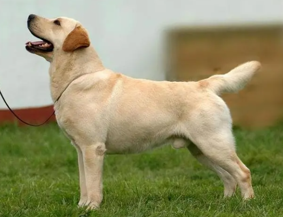 拉布拉多祖先是什么犬