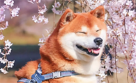 日本的本土狗是什么