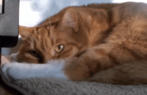 猫在小公寓里生活,会感到压力吗? 猫在小公寓里生活,会感到压力吗?