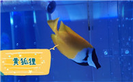 和狐狸鱼长得像的鱼